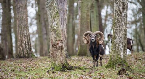 Corsican Sheep Exotic