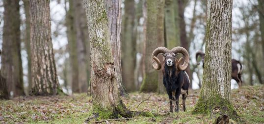 Corsican Sheep Exotic