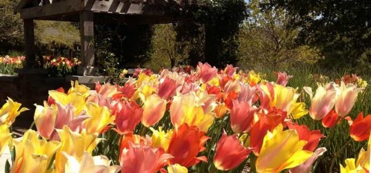 East Texas Arboretum