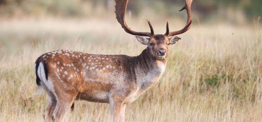 Fallow Deer Exotic