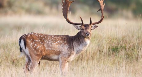 Fallow Deer Exotic