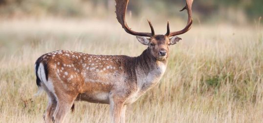 Fallow Deer Exotic
