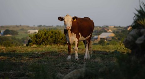 Hereford Cattle Breed