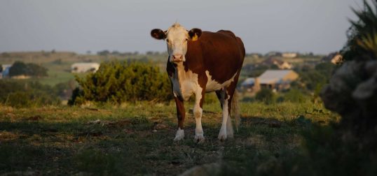 Hereford Cattle Breed