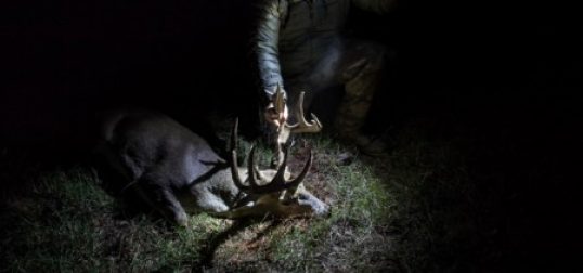 Managing Deer Herd