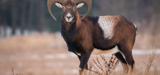Mouflon Sheep Exotic