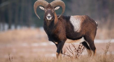 Mouflon Sheep Exotic