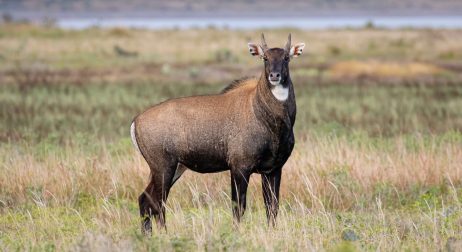 Nilgai Antelope Exotic