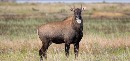 Nilgai Antelope Exotic