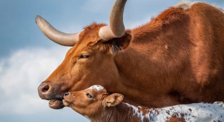 Longhorn Cattle