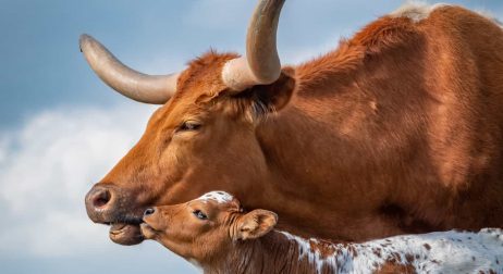 Longhorn Cattle