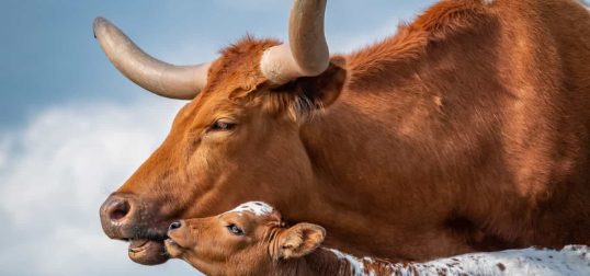 Longhorn Cattle