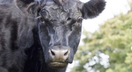 Angus Cattle