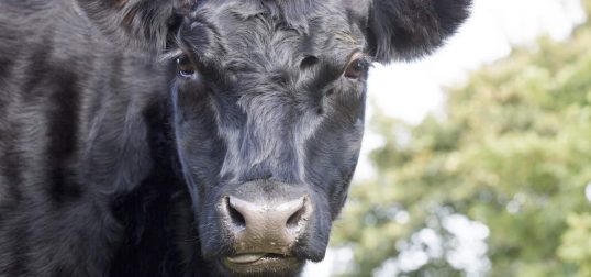 Angus Cattle