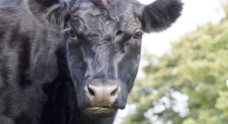 Angus Cattle