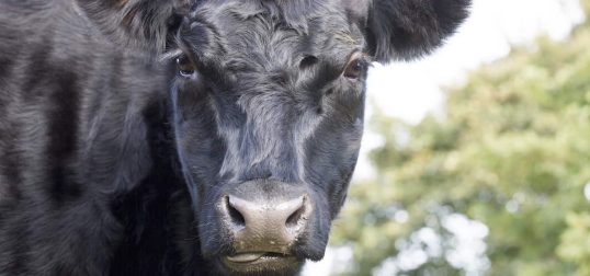 Angus Cattle