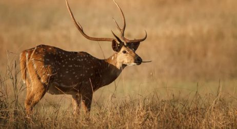 Exotic Axis Deer