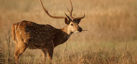 Exotic Axis Deer