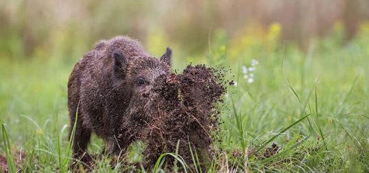 best-wild-hog-fence-01