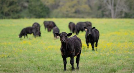 Common Cattle Breeds in Texas