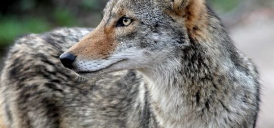 coyote