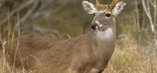 deer