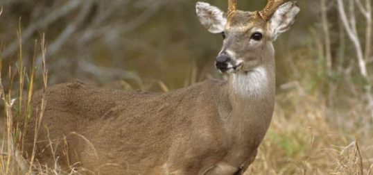 deer-hero