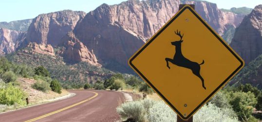 deer sign