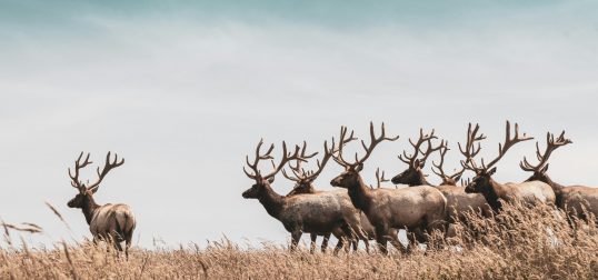 hari-nandakumar-6tGANJJC7lg-unsplash