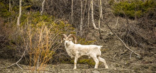 A Dall sheep ram stands alert among rocky terrain and dry spring grasses in the Alaska wilderness. The rugged northern setting highlights the strength and resilience of alpine wildlife living in isolated mountain habitats.