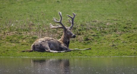 Père Davids Deer Adult
