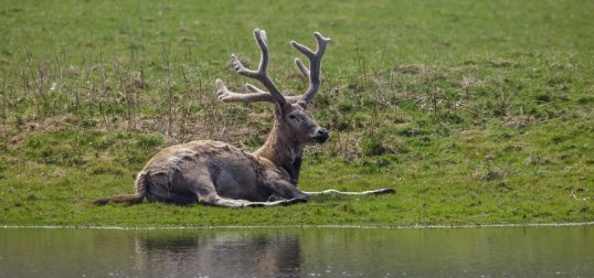 Père Davids Deer Adult
