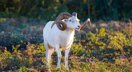 Texas Dall Sheep