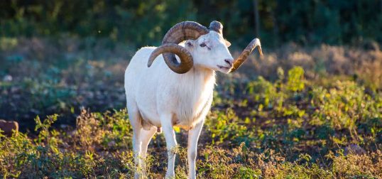 Texas Dall Sheep