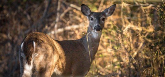 whitetail management